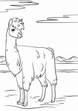 Llama Coloring Pages Lama Coloriage Llamas Imprimer Fortnite Colorier Cute Animals Print Dessin sketch template