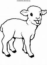 Colorare Pecore Pecora Sheep Lamb Agnello Pecorino Piccolo sketch template