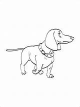 Dachshund Coloring4free 1401 Coloringtop sketch template