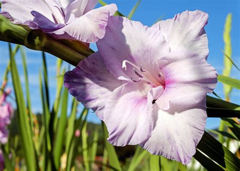 gladiolus   plant grow  care  gladiolus   farmer