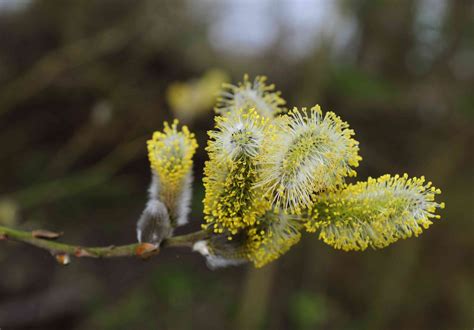 pussy willow care and growing guide
