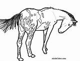 Horse Coloring Pages Appaloosa Pinto Drawing Spotted Gypsy Print Trail Small Pony Vanner Printable Color Getcolorings Real Getdrawings Wagon Pick sketch template