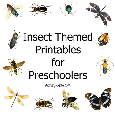 printable insect pictures printable templates