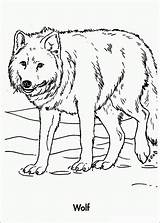 Wilk Colouring Kolorowanki Bestcoloringpagesforkids Colorare Disegni Wolfs Dzieci Dla Lupo Animals Icu sketch template
