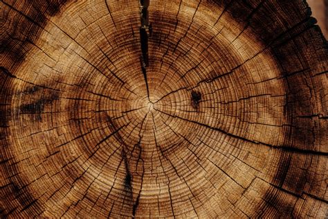 douglas hout als ideale bouwmateriaal newmet