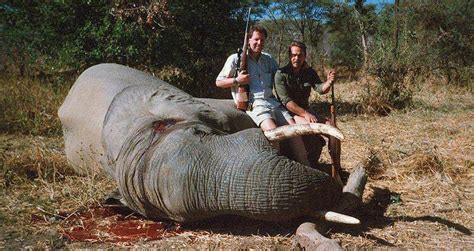 botswana lifts ban on elephant hunting shocking conservationists