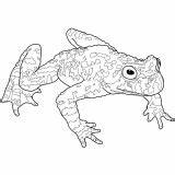 Toad Rospo Supercoloring Malvorlage sketch template
