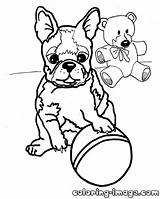 Bulldog Coloringhome sketch template