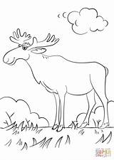 Moose Coloring Cartoon Pages Drawing Printable Getdrawings Categories sketch template