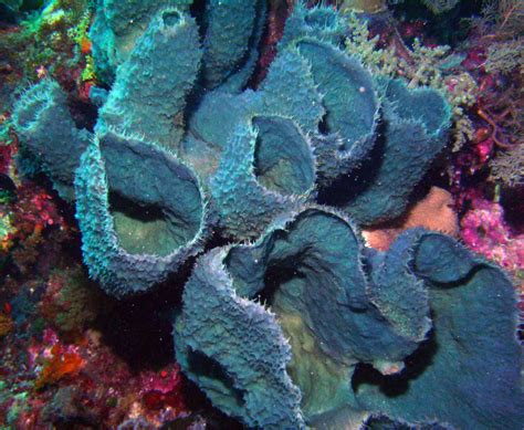 facts  didnt   sea sponges ocean  hope