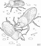 Beetles Coloring Beetle Rhinoceros Pages Color Scarab Printable Coloringbay Drawing Bugs Skip Main sketch template