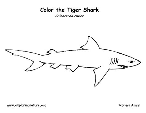 shark tiger coloring page