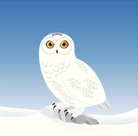 snowy owl clip art vector images illustrations istock