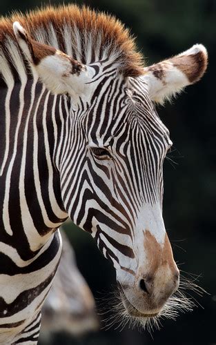 grevy zebra beekse bergen jna safi kok flickr