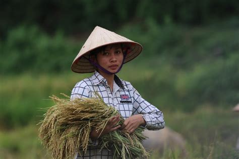 woman farmer woman farmer harvesting rice  northern vie flickr