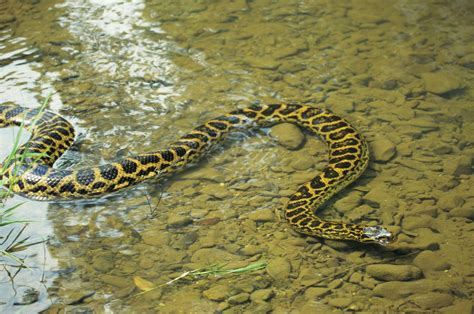 anaconda rainforest constrictor predator britannica