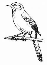 Coloring Mockingbird Pages Perch Leg Cleaning Branch His Tree Color sketch template