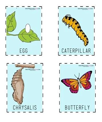 preschool butterfly life cycle worksheet laludemare