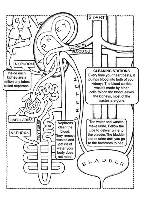 coloring page anatomy coloring book teaching biology teaching science