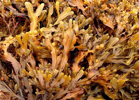 seaweed  photo  freeimages