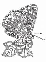 Kolorowanka Gst Motyle sketch template
