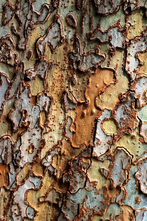tree bark texture  stock photo public domain pictures