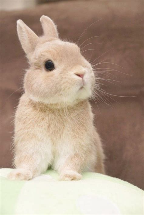 rabbit daily rabbitears cute animals cute baby animals cute baby