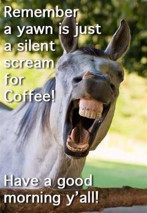 Coffee Humor Tuesday Humor Morning Quotes Funny Funny Good