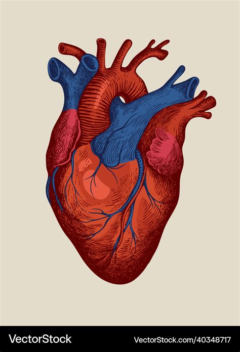 discover    human heart images drawing latest nhadathoanghavn