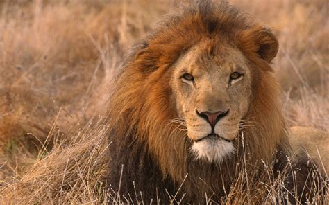 wallpapers african lion wallpapers