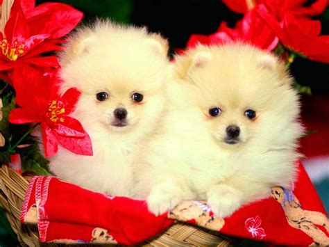 cute puppies  dogs images allfreshwallpaper
