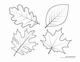 Leaf Coloring Templates Leaves Pages Print Drawing Template Kids Printable Printables Oak Maple Fall Stencils Tree Clipart Traceable Dogwood Patterns sketch template