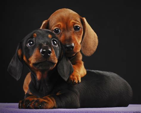 puppies dogs wallpaper  fanpop