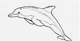 Dolphin Coloring Pages Bottlenose sketch template