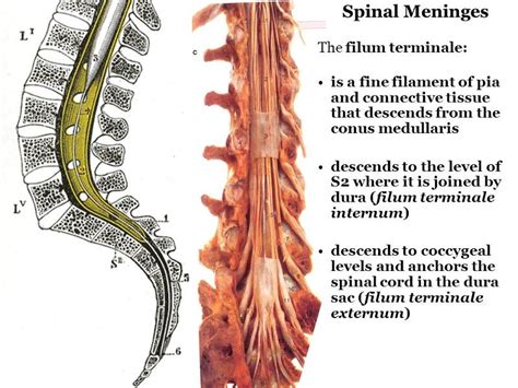 spinal cord  tracts flashcards easy notecards