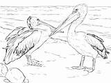 Pelicans Pelican Kolorowanka Kolorowanki Druku Australijskie Pelikany Visit Supercoloring sketch template