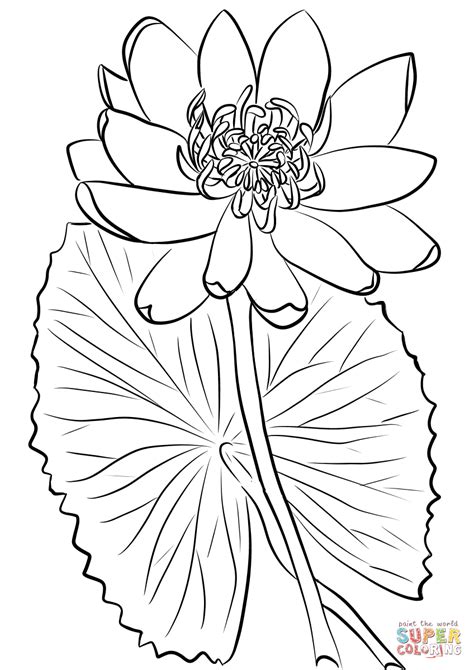 water lily coloring pages realistic coloring pages