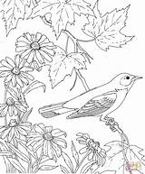 Bird Oriole Coloring Pages Maryland Flower Baltimore State Printable Color Susan Birds Eyed Animals Adult Book Colouring Flowers Animalstown Sheet sketch template