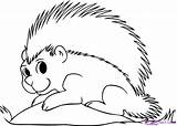 Porcupine Coloring Pages Colouring Draw Porcupines Step Printable Clipart Print Color Designlooter Sketch Getcolorings Template Library 06kb 675px sketch template