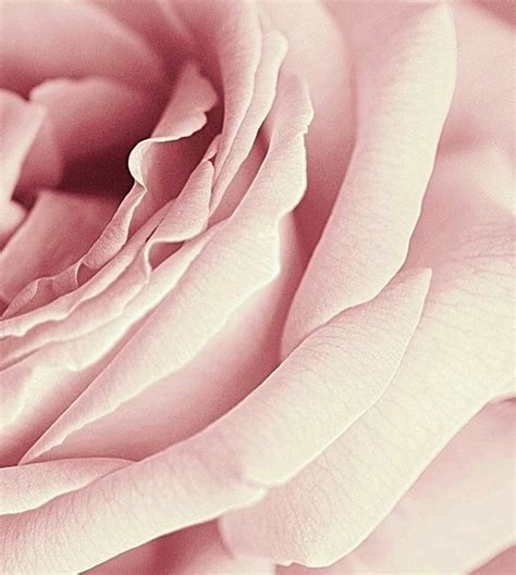 rose photography photo  fanpop