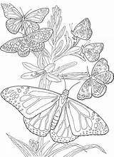 Ausmalbilder Schmetterlinge Erwachsene Drucken sketch template