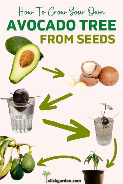 easy ways  grow avocado plant  seed slick garden