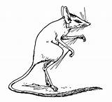 Coloring Pages Animals Color Jerboa sketch template