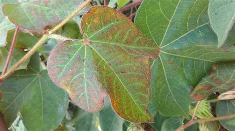 leaf reddening  cotton pests diseases