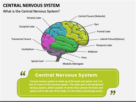 central nervous system powerpoint template  google  theme