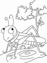 Grasshopper Coloring Pages Kids Printable Preschool Grasshoppers Stopper Show Colouring Color Preschoolcrafts Drawing Kindergarten Painting Sheets Insect Book Print Worksheets sketch template