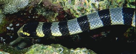 sea snakes  okinawa poisonous snakes  okinawa