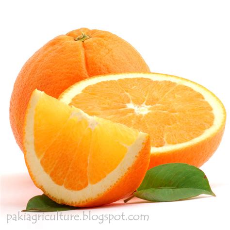 introduction  citrus  pakistan  list  local varieties