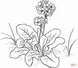 Primrose Primula Flower Coloring Pages Drawing Polyantha Nasturtium Printable Embroidery Patterns Primroses Gif Floral Drawings Line Evening Flowers Draw sketch template