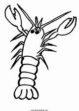 Drawing Crawfish Coloring Crayfish Getdrawings Shrimp Drawings sketch template
